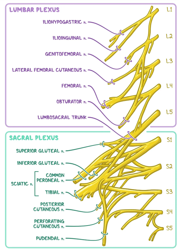 Lumbarsacral.png