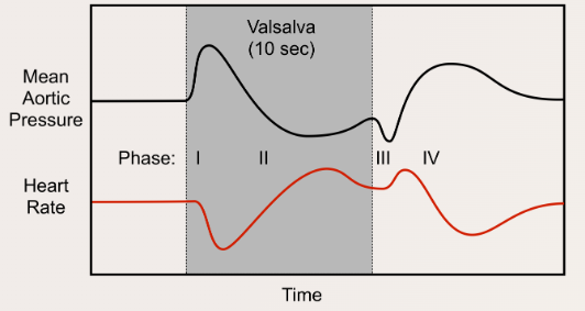 Valsalva.png